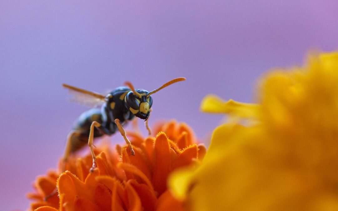 Jak zabezpieczyć się przed skutkami użądlenia osy i pszczoły?